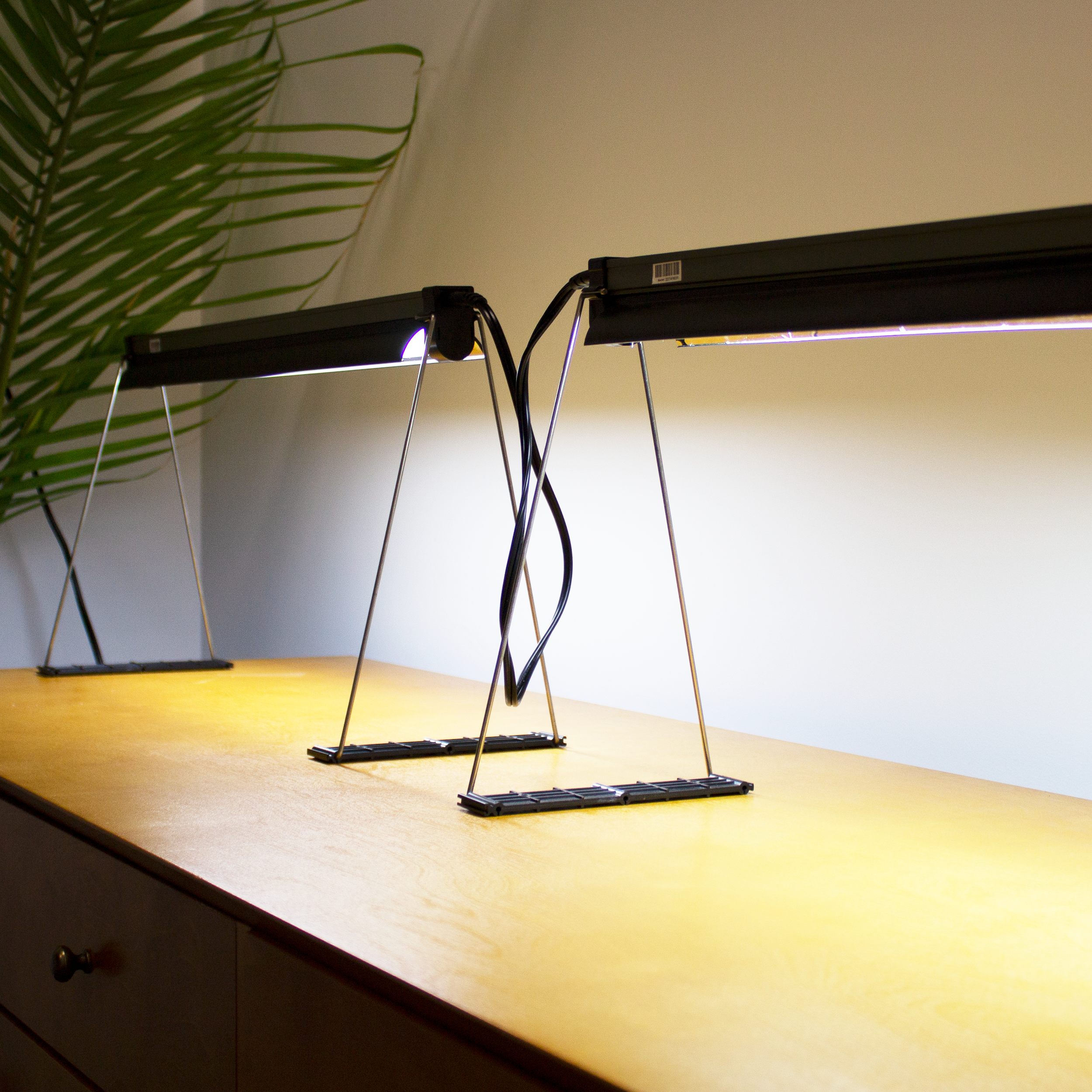 Ferry-Morse Grow Lights connected by the linking cord.